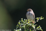 Strillozzo  (Emberiza calandra)