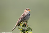Strillozzo (Emberiza calandra)