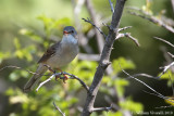 Sterpazzola (Sylvia communis)