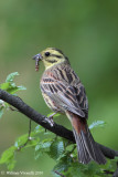 Zėgolo giallo (Emberiza citrinella)