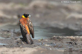 Zėgolo capinero (Emberiza melanocephala)