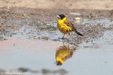 Zėgolo capinero (Emberiza melanocephala)