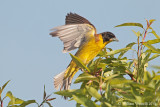 Zėgolo capinéro (Emberiza melanocephala)