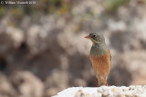 Ortolano (Emberiza hortulana)