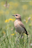 Culbiānco isabellėno (Oenanthe isabellina)