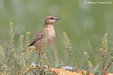 Culbiānco isabellėno (Oenanthe isabellina)