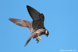 Lodolaio (Falco subuteo)