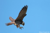 Lodolaio (Falco subuteo)