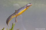 Tritone alpestre (Truturus alpestris)