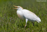 Airne guardabui  (Bubulcus ibis)                         