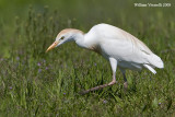 Airóne guardabụi (Bubulcus ibis)