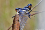 Rndine  (Hirundo rustica)  