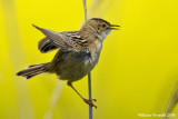 Beccamoschno  (Cisticola juncidis)