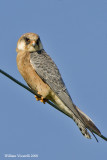  Flco cuclo  (Falco vespertinus)