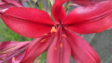 Lilly