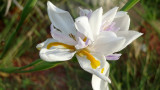 Butterfly Iris