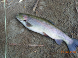 Kern River Bow.JPG