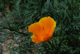 California Poppy.JPG