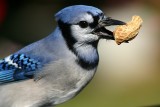 Blue Jay