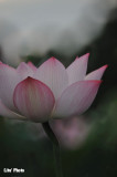 DSC_2995.jpg