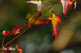 DSC_8530.jpg