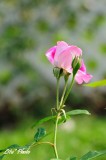 DSC_8788.jpg