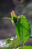 DSC_8834.jpg