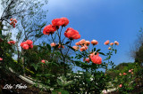 DSC_8861.jpg