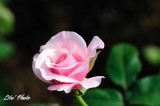 DSC_8879.jpg