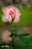 DSC_8928.jpg