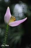 DSC_0090.jpg