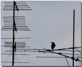 Urban Crow - watching TV :-)