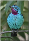 Spangled Cotinga - Male