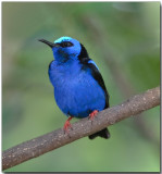 Red-legged Honeycreeper - male