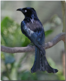 Hair-crested Drongo