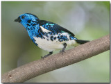 Turquoise Tanager