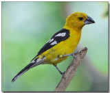 Yellow Grosbeak