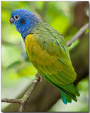 Blue-headed Parrot