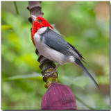 Red-crested Cardinal