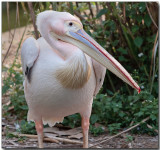 Great White Pelican