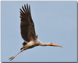Milky Stork - beginning flight