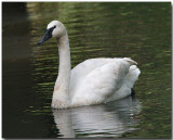 Tundra Swan