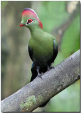 Fischers Turaco