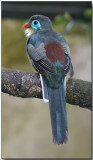 Sumatran Trogon