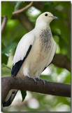 Pied Imperial-pigeon