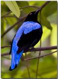 Fairy Bluebird - male