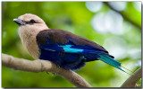 Blue-bellied Roller