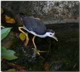 White-breasted Waterhen