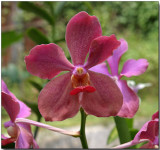 Orchid 44