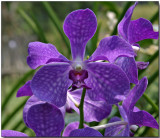 Orchid 48